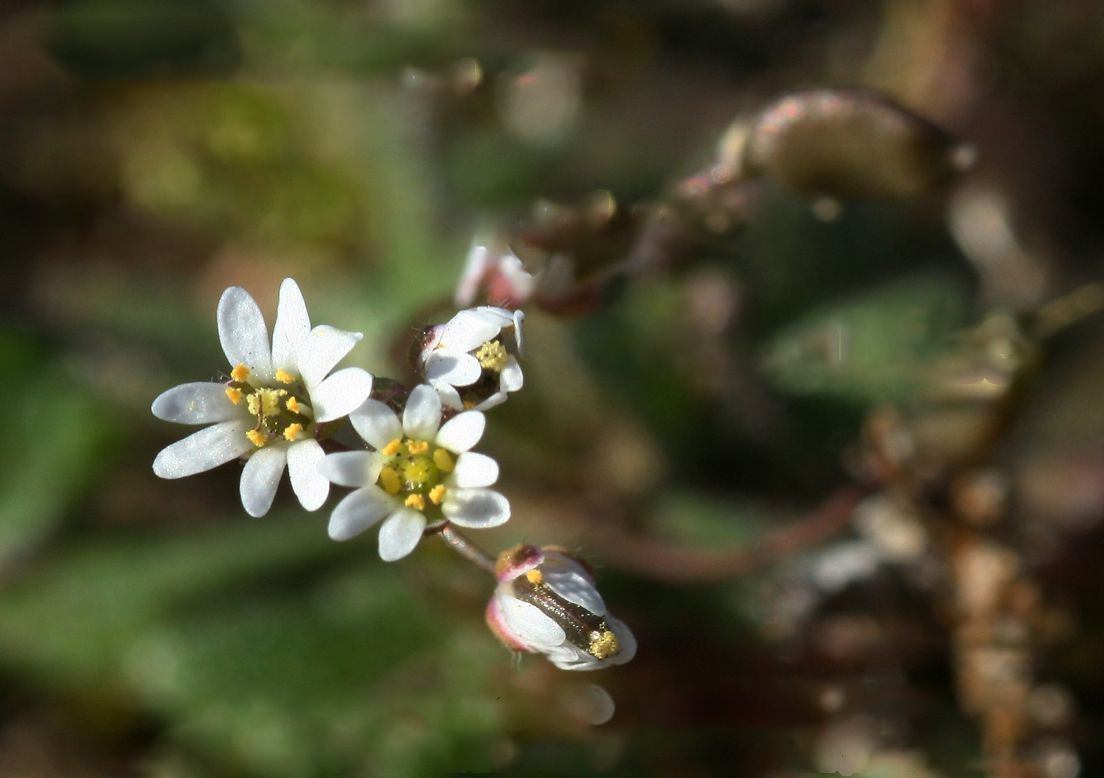 Drave printanière (Erophila verna)