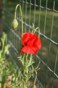 Lire la suite à propos de l’article Gentil coquelicot…