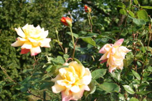 Lire la suite à propos de l’article Premières roses de l&rsquo;année
