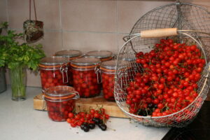 Lire la suite à propos de l’article Récolte des cerises griottes