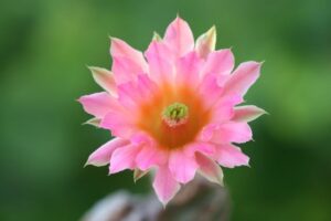 Lire la suite à propos de l’article Floraison du jour