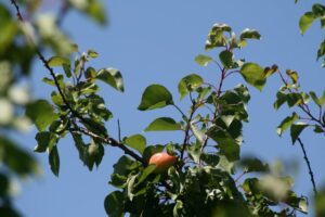 Lire la suite à propos de l’article Le dernier abricot…