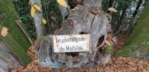 Lire la suite à propos de l’article Le châtaignier de Mathilde à Vauhallan
