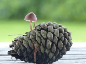 Lire la suite à propos de l’article Mycena purpureofusca