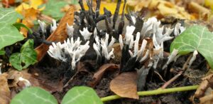 Lire la suite à propos de l’article Minuscules Champignons