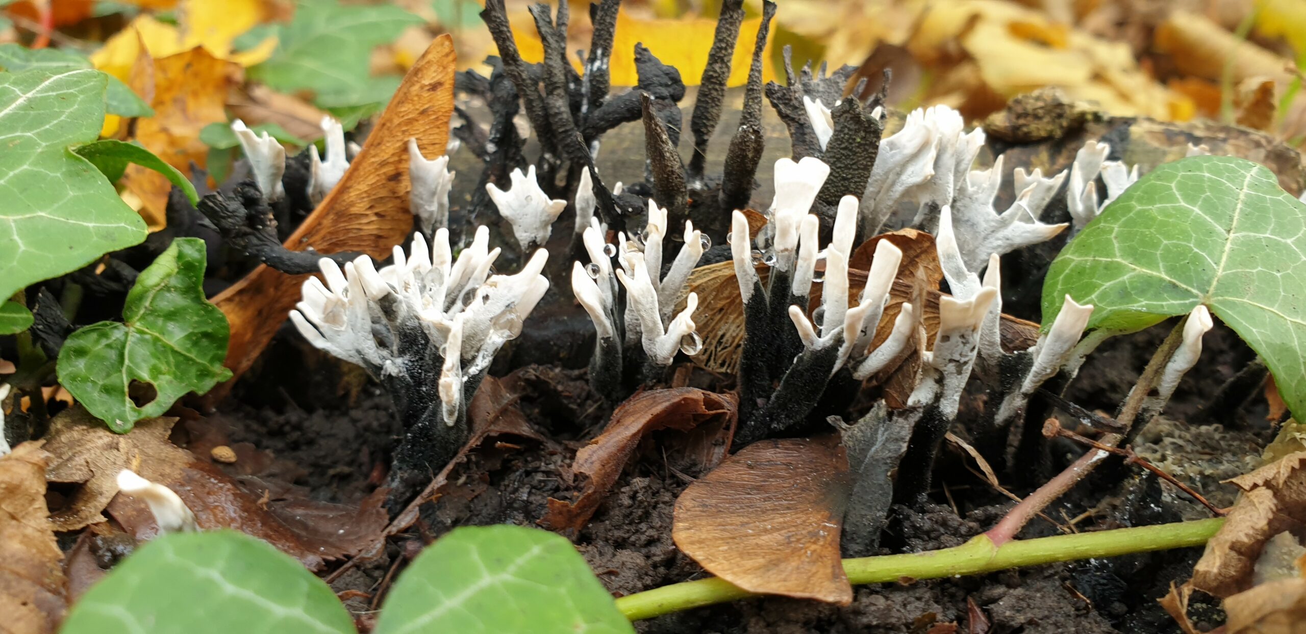 You are currently viewing Minuscules Champignons