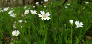 Lire la suite à propos de l’article Floraisons dans le bois de la Normandie