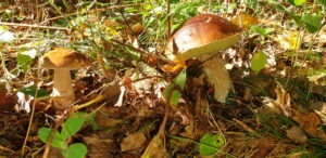 Lire la suite à propos de l’article Une belle cueillette des champignons