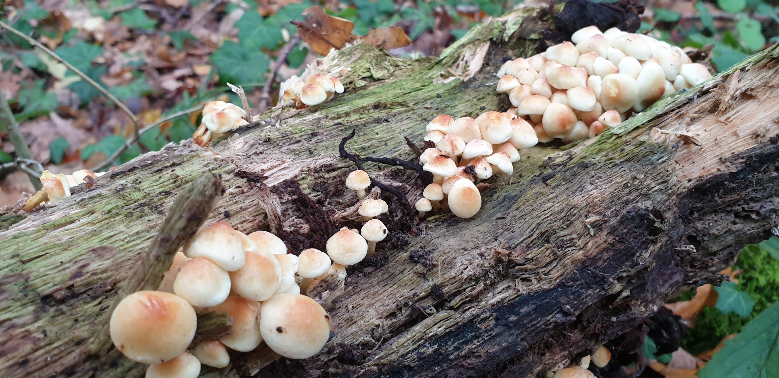 You are currently viewing 2022, une année à champignons