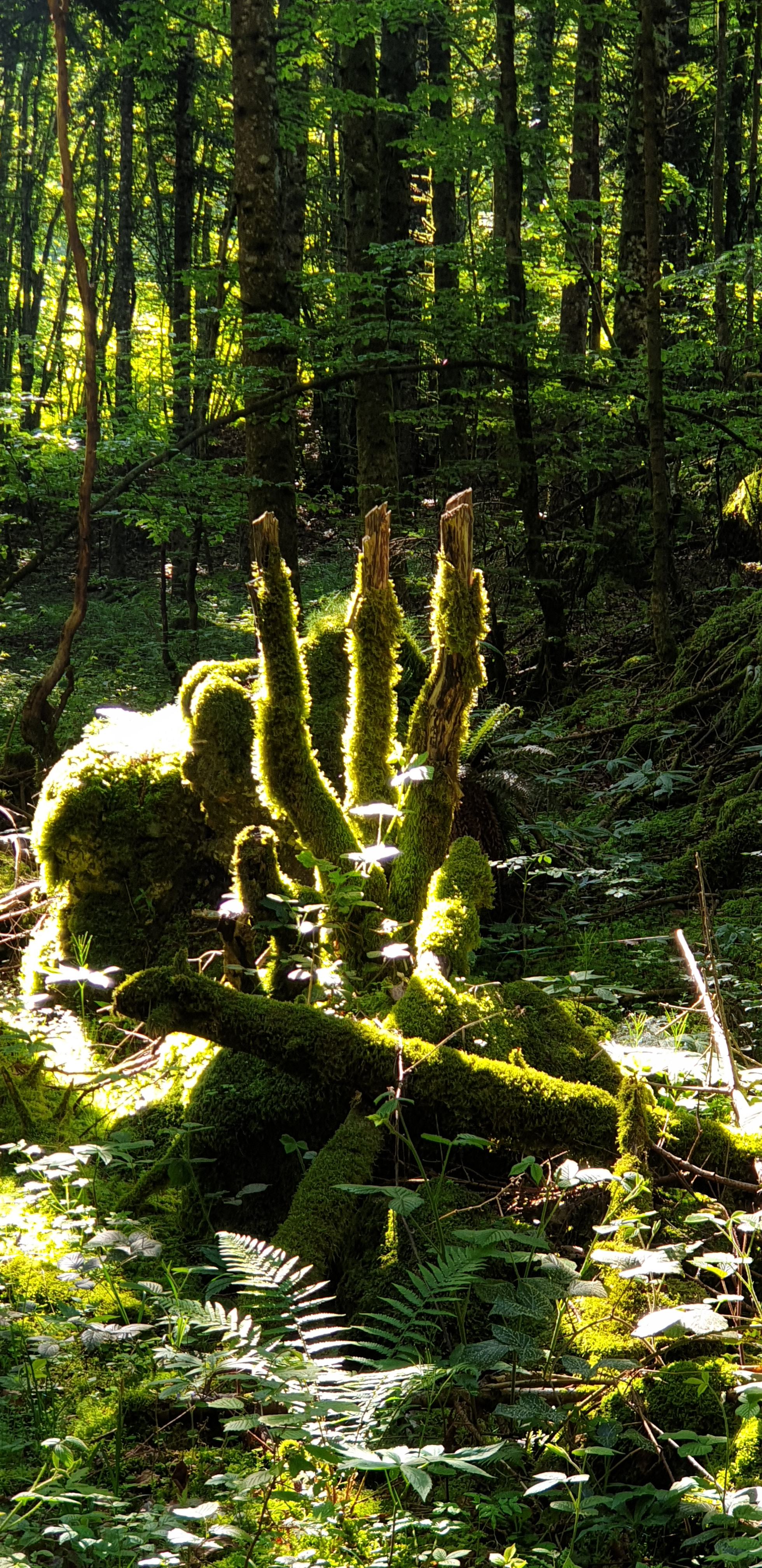 You are currently viewing Balade botanique sur le plateau d&rsquo;Evosges