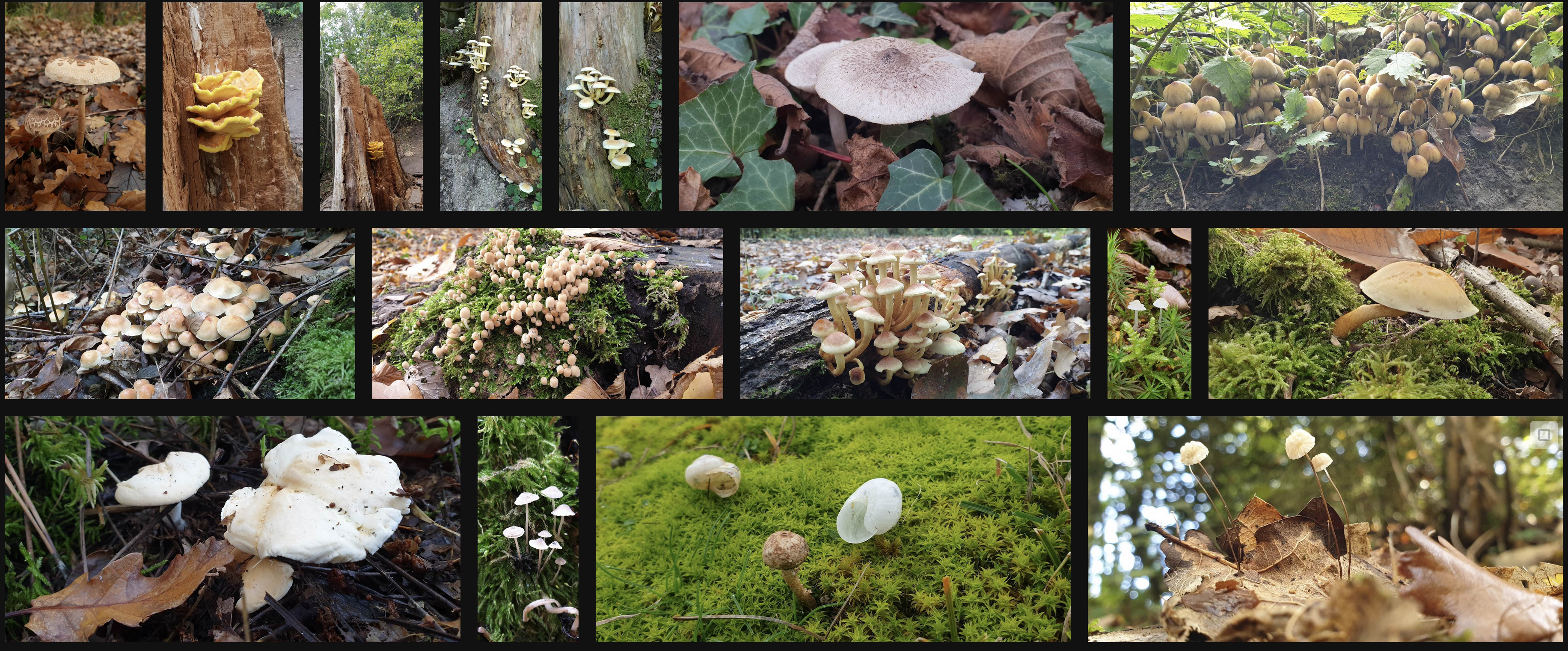 You are currently viewing Mycologue amateur