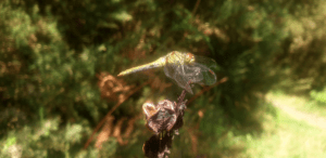 Lire la suite à propos de l’article Retrospective 2024