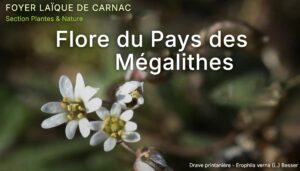 Lire la suite à propos de l’article Flore du Pays des Mégalithes en ligne